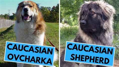 </b> It is also known as the Caucasian Shepherd also measures between 23 and thirty inches in height, while the Pitbull Terrier is between 17 to 21 inches tall. . Caucasian shepherd vs pitbull